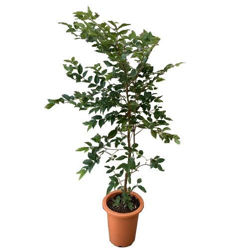 ジャボチカバ実生苗木　☆6 ジャボチカバ実生苗木 ☆6